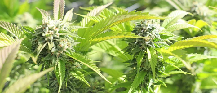 Grow Strumenti di misura Kategoriebild